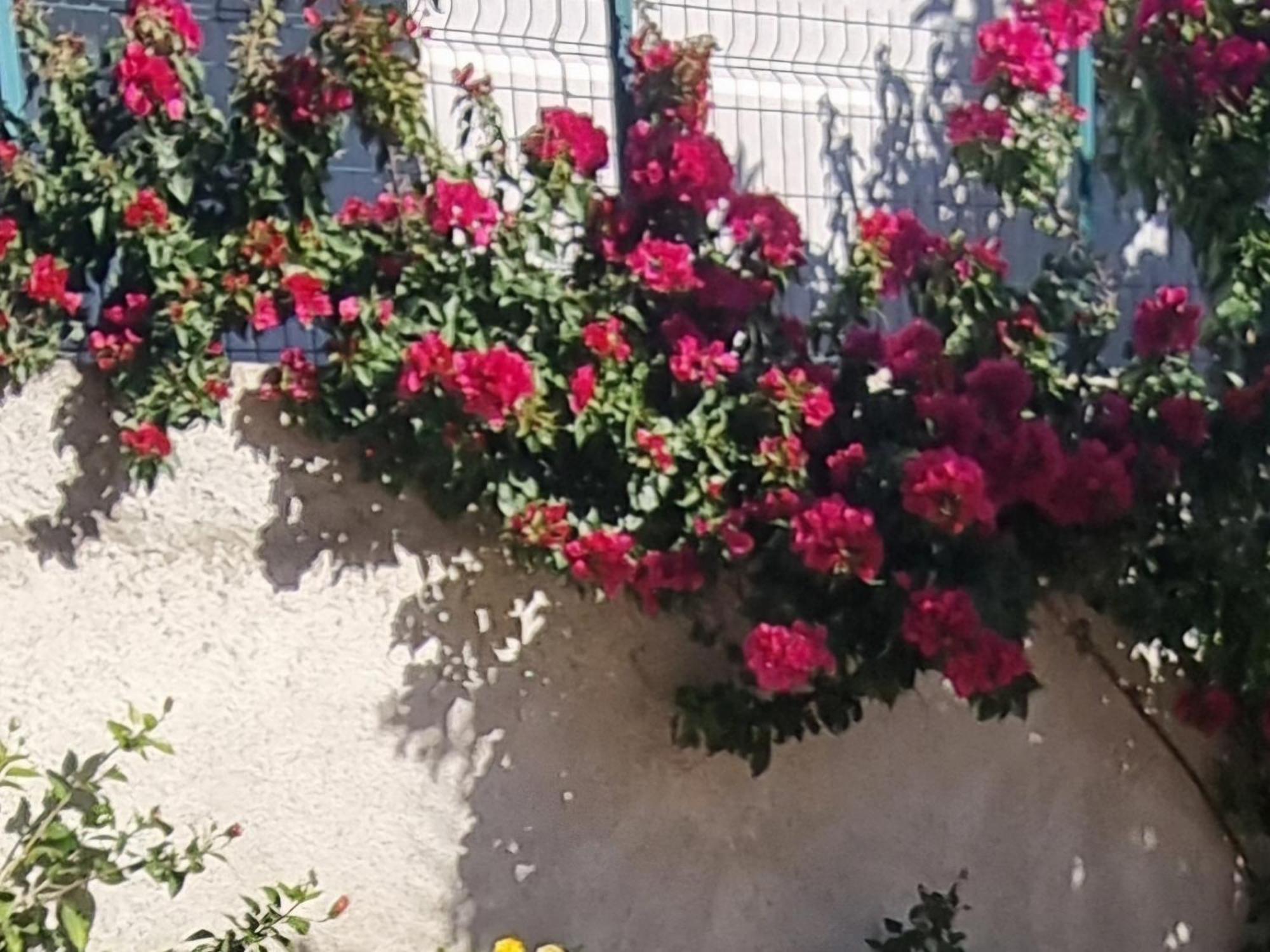 Vila Megi-Rent Room Vlore Exterior photo